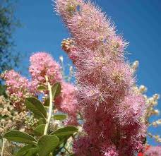 Image result for Spiraea douglasii