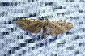 Image result for Eupithecia lanceata