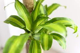 If you live in zones 9, 10, or 11 though, go for it. 12 Best Dracaena Plants To Grow At Home Petal Republic