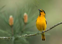 This baltimore oriole is feeding on an orange fastened in a pear tree. Bullock S Oriole Audubon Field Guide