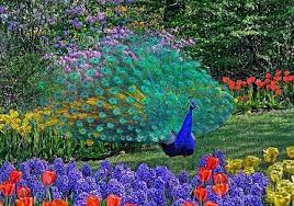 Pin On Peacocks