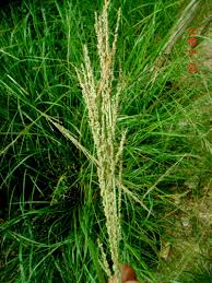 Image result for Sporobolus tenuissimus