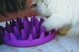 The awning extends to cover the length of a standing cat at the feeder. Outdoor Feeding Stations For Cats Weatherproof To Insect Raccoon Proof