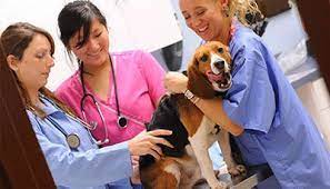Has the name, license number and signature of the doctor. Career As Veterinary Doctor Veterinarian How To Become Courses Job Profile Salary Scope