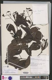 Image result for Corynanthe