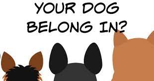 Which Hogwarts House Does Your Dog Belong In Harry Potter House Quiz Harry Potter Quizzes Harry Potter Dog