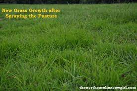 4 Tips For A Greener Thicker Horse Pasture Horse Health Horse Farms Horses