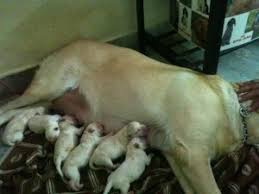 Lab puppies for sale near me by owner. Labrador Puppies For Sale Hyderabad Free Classified Ads
