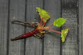 Image result for Begonia sutherlandii