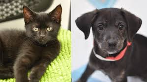 Please complete the adoption application below. Nyc Pet Adoption Guide Animal Shelters For Dogs And Cats Cbs New York