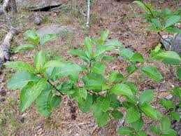Image result for Chionanthus niloticus