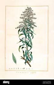 Image result for Aloysia citrodora
