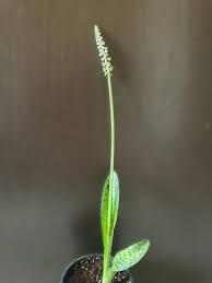 Image result for Xerophyta kirkii