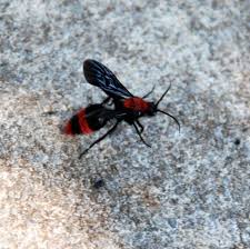 Black And White Wasp Identification Velvet Ants I E Wasps Ants Wasp Types Of Bees