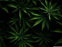 More images for weed wallpaper hd » 4k Marijuana Wallpapers Top Free 4k Marijuana Backgrounds Wallpaperaccess