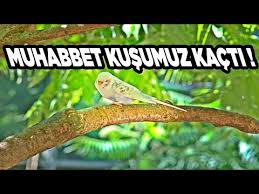 Cok Korktuk Video Cekerken Muhabbet Kusum Kacti Youtube