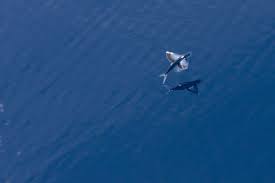 نتیجه جستجوی لغت [flying] در گوگل