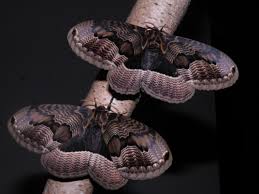 Image result for Triumfetta brachyceras