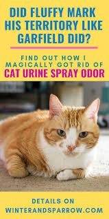 Did Fluffy Mark His Territory Like Garfield Find Out How I Magically Got Rid Of Cat Urine Spray Odor Ad Cat Urine Cat Spray Smell Cats