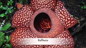 Tropical flowers of jamaica parasitic tropical rainforest plants tropical plants and tolerable temperature ranges Tropical Rainforest Biome Plants Video Seisen 3rd Grade Youtube
