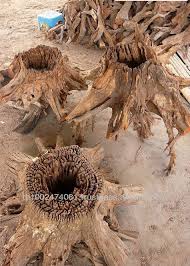 Get latest info on aquarium decoration, aquarium decor, suppliers, manufacturers, wholesalers, traders, wholesale suppliers with aquarium decoration prices for buying. Aquarium Driftwood Sale Buy Aquarium Driftwood For Sale Driftwood For Decoration Malaysian Driftwood Product On Alibaba Com