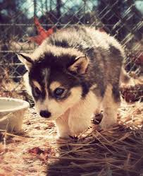 Black And White Pomsky With Blue Eyes Pomsky 3 Pomeranian And Husky Aaaaaaaahhhhhh It S So Cute Cute Animals Animals Beautiful Animals