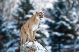 We did not find results for: A Guide To Wildlife In Rocky Mountain National Park Rams Horn Village Resort