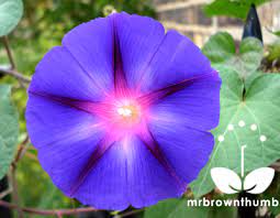 How To Collect Morning Glory Seeds Morning Glory Flowers Morning Glory Seeds Blue Morning Glory