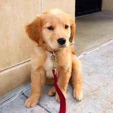 Explore 213 listings for lab puppies for sale at best prices. 72 Best Miniature Labrador Retriever Puppies For Sale Ideas In 2021 Labrador Retriever Puppies Miniature Labrador Puppies