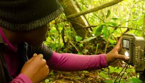 Image result for Plumbago ituriensis