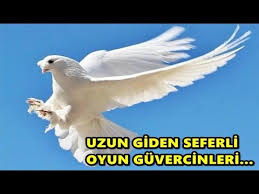 Uzun Giden Seferli Oyun Guvercinleri Videolari Oyun Kusu Izle Youtube
