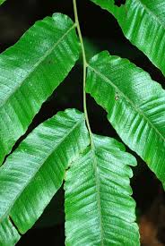 Image result for Pneumatopteris afra