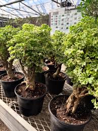 Image result for Polyscias fruticosa