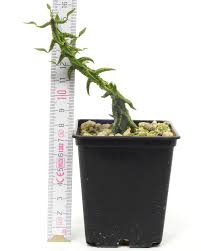 Image result for Ceropegia claviloba