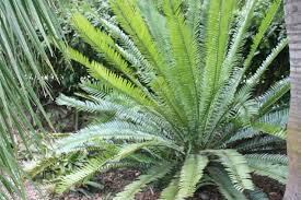 Image result for Encephalartos