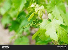 Hence, mean daily temperatures above approximately 50 °f (or, more specifically, 46 to 50 °f) induce bud break and shoot growth 6. Grape Flower Buds Image Photo Free Trial Bigstock