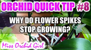 This is the time of year that many phals will spike. Orchid Tip 8 Why Do Orchid Flower Spikes Stop Growing Youtube