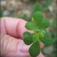 Economical choice for large lawn areas. Black Medic Whitman County Washington State University