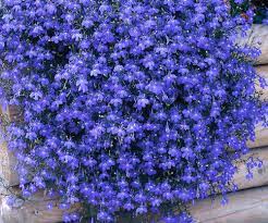 We did not find results for: Flowers Awapuni Nurseries New Zealand