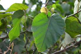 Image result for Alchornea cordifolia