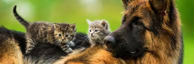 Je kan de kleurplaten direct makkelijk printen en 28 ideeen over kleurplaat hond en kat kleurplaten katten dieren kleurplaten from i.pinimg.com. Smolke Fit Fun Smolke Katten En Hondenvoer
