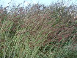 Image result for Cenchrus polystachios