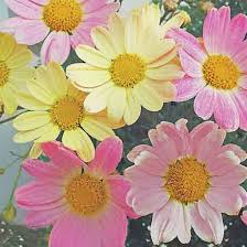Sunflowers and daisies my flower white flowers beautiful flowers daisy flowers meadow flowers golden flower summer flowers butterfly flowers love flowers flower art butterflies beautiful world beautiful images daisy field flowery wallpaper love symbols. Top 25 Most Beautiful Daisy Flowers