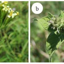 Image result for Gutenbergia cordifolia