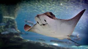 Image result for Stingray
