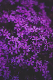 You can explore in this category and download free purple background photos. 80 000 Best Purple Flowers Photos 100 Free Download Pexels Stock Photos