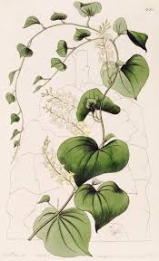 Image result for Dioscoreaceae