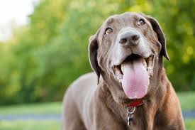 6pm score deals on fashion brands Chocolate Lab All You Need To Know About Chocolate Labrador The Labrador Dog