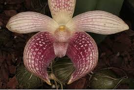 Image result for Bulbophyllum encephalodes