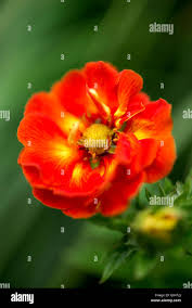 Rollison hi-res stock photography and images